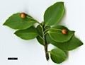 SpeciesSub: subsp. longipedunculata